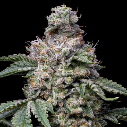 Grape Stomper Seeds