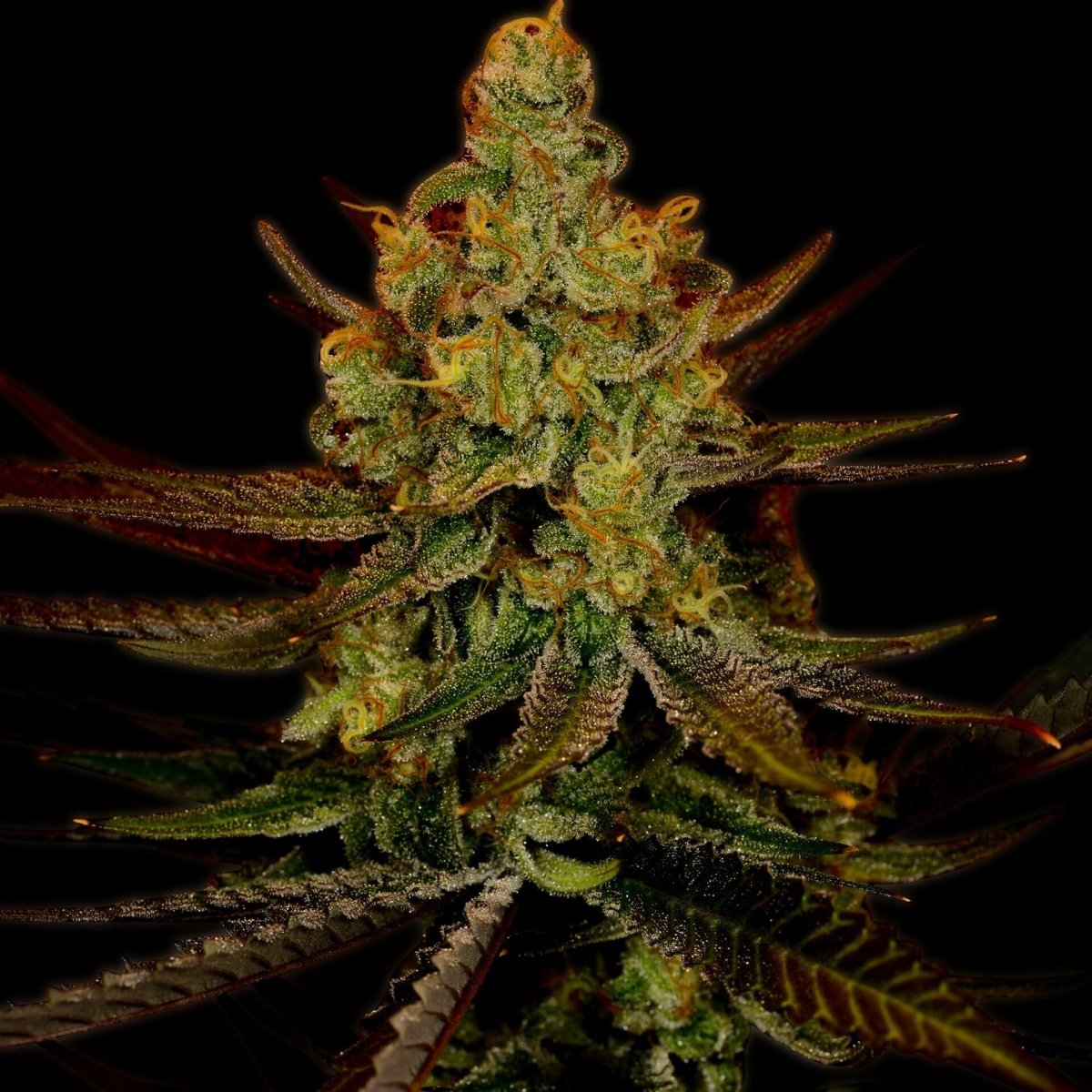 Green Crack Autoflower Cannabis Plant