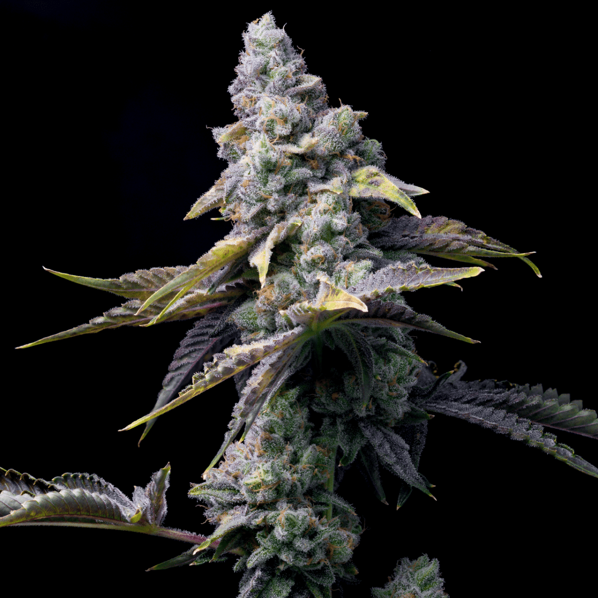 Green Eyes Autoflower Plant