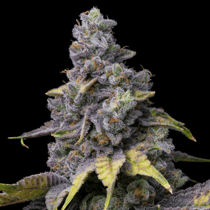 Green Eyes Autoflower Seeds