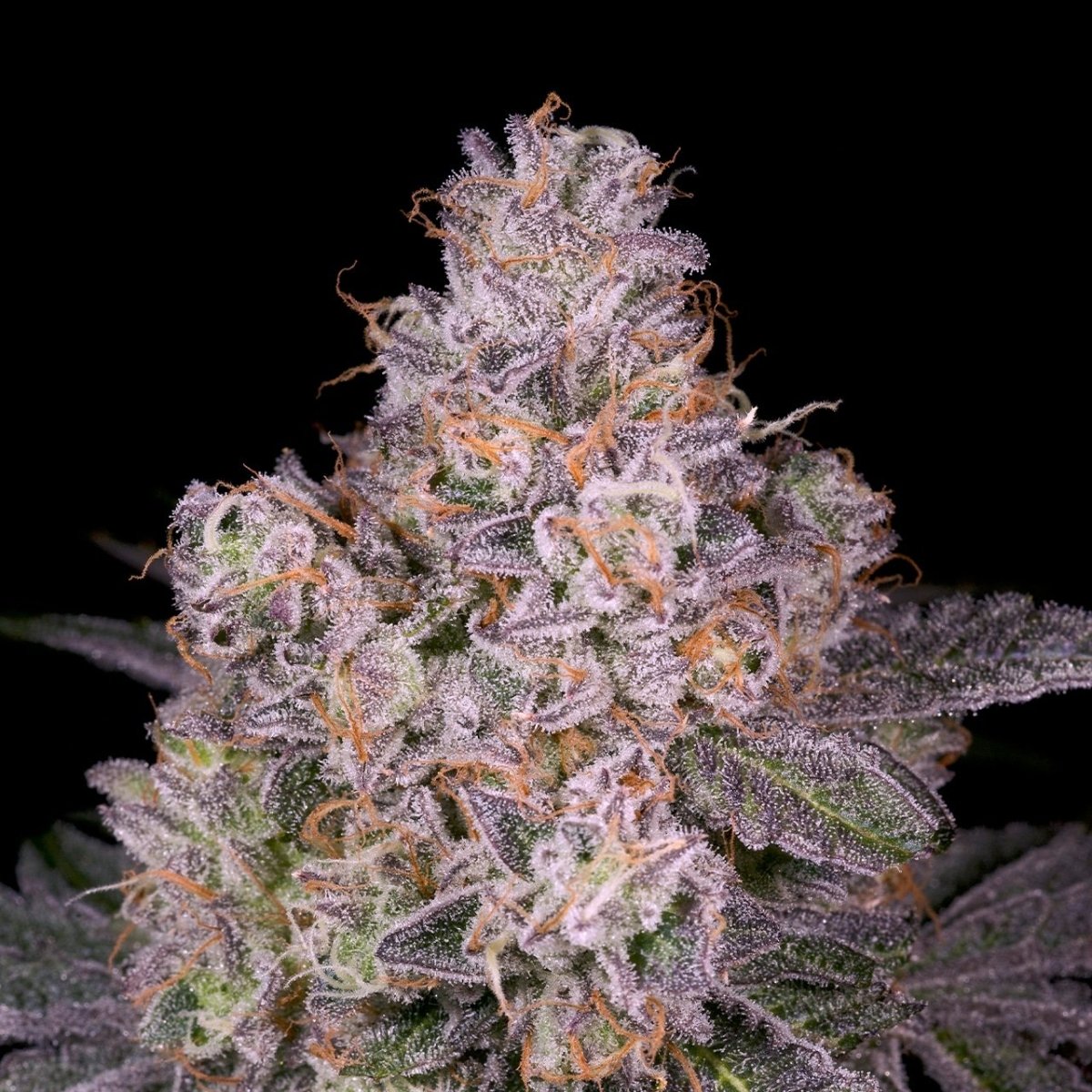 🎁 Gruntz Seeds (100% off) - Premium Cultivars