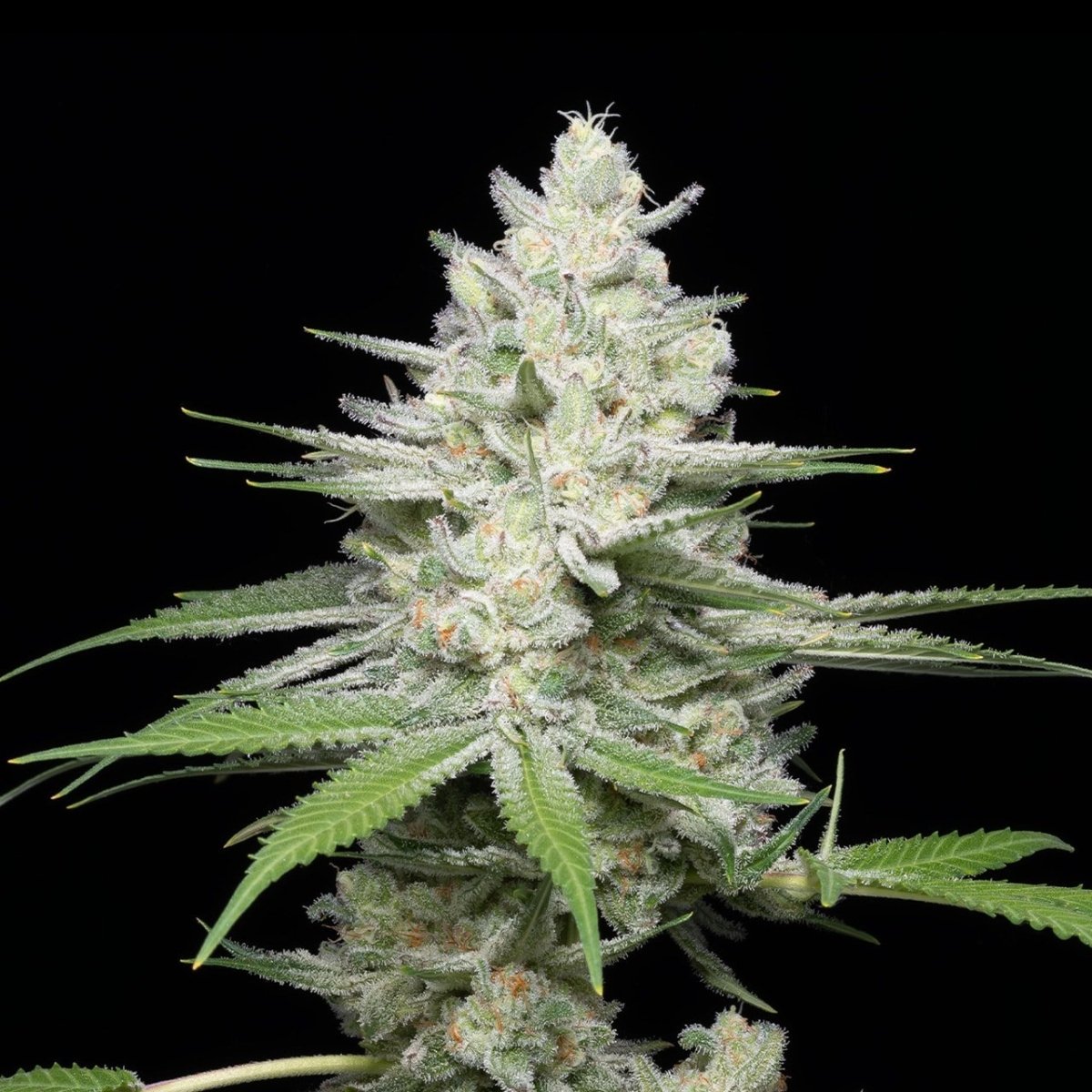 Gumbo strain cannabis plant. A large cola with buds that are densely packed with trichomes can be seen.