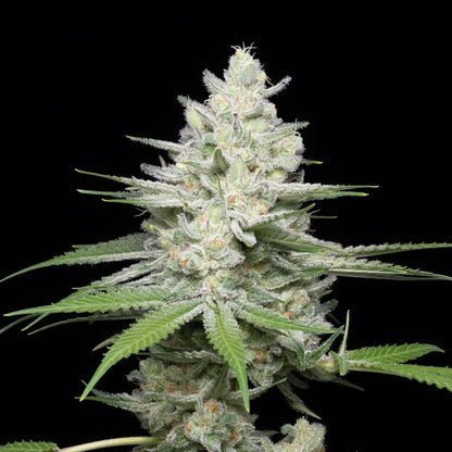 Gumbo strain cannabis plant. A large cola with buds that are densely packed with trichomes can be seen.