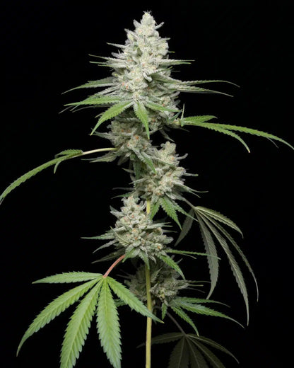 Gumbo Seeds - Premium Cultivars