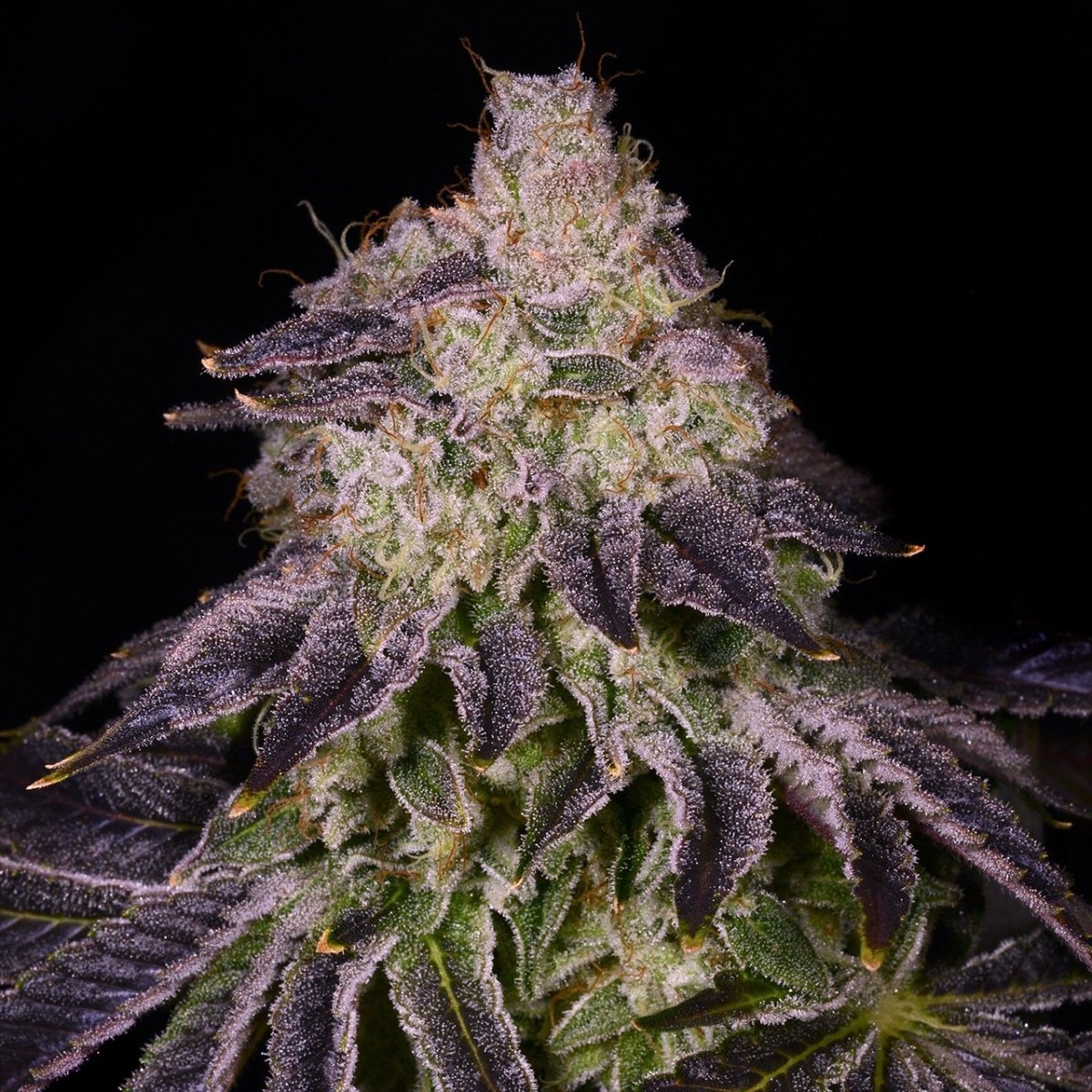 🎁 Gummy Buns Seeds (100% off) - Premium Cultivars