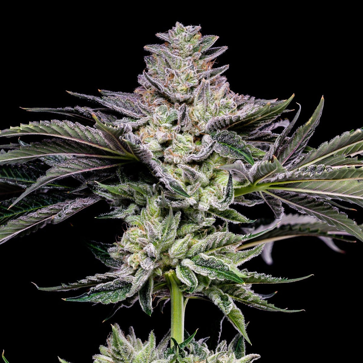 🎁 Gush Mints Seeds (100% off)