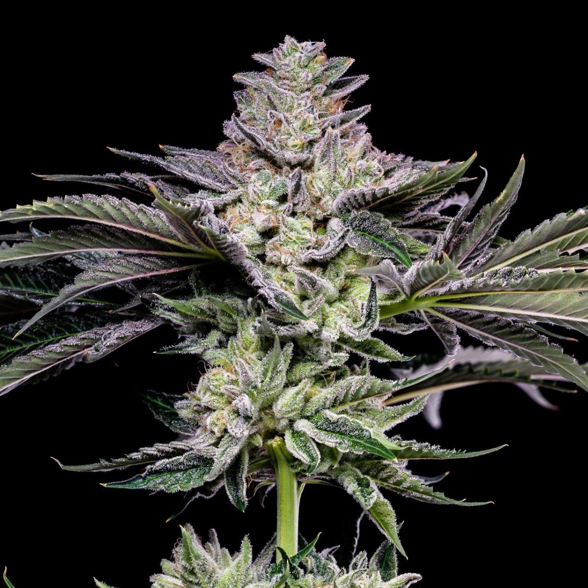 🎁 Gush Mints Seeds (100% off) - Premium Cultivars