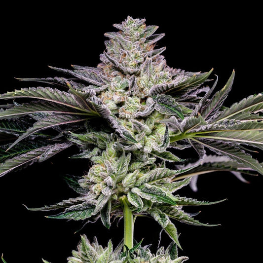 🎁 Gush Mints Seeds (100% off) - Premium Cultivars
