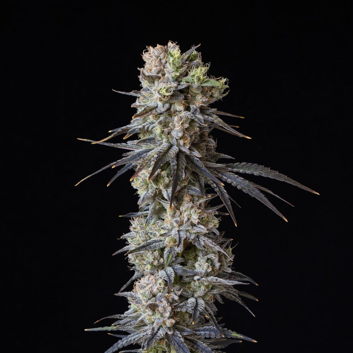 🎁 Gushers Seeds (100% off) - Premium Cultivars