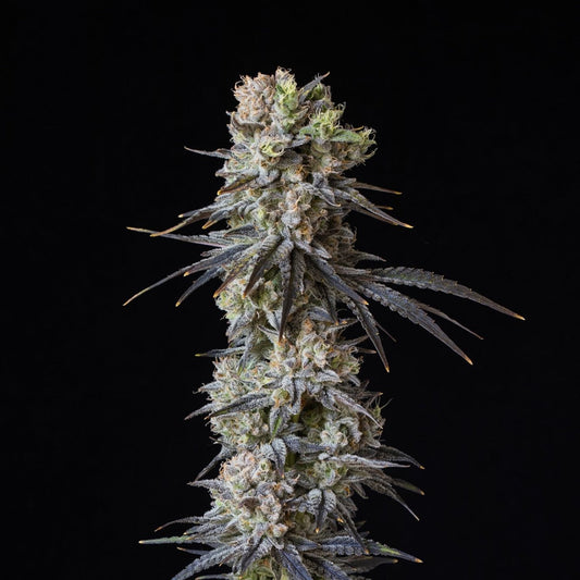 🎁 Gushers Seeds (100% off) - Premium Cultivars