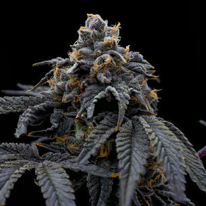 Han Solo Burger strain