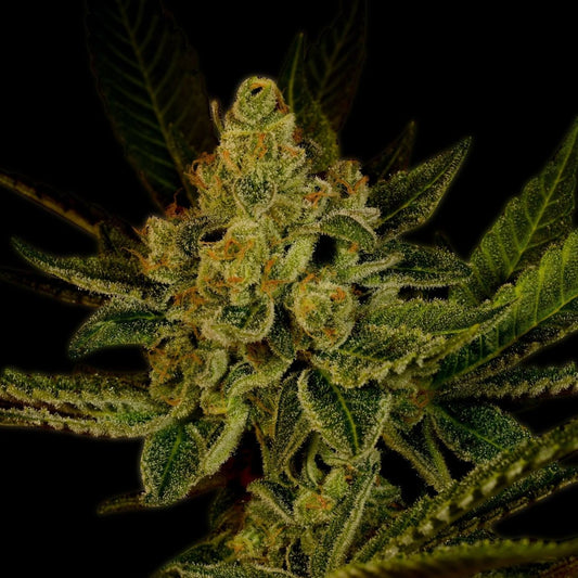 🎁 Haze Seeds (100% off) - Premium Cultivars