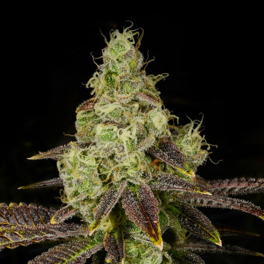 🎁 Hella Jelly Seeds (100% off) - Premium Cultivars