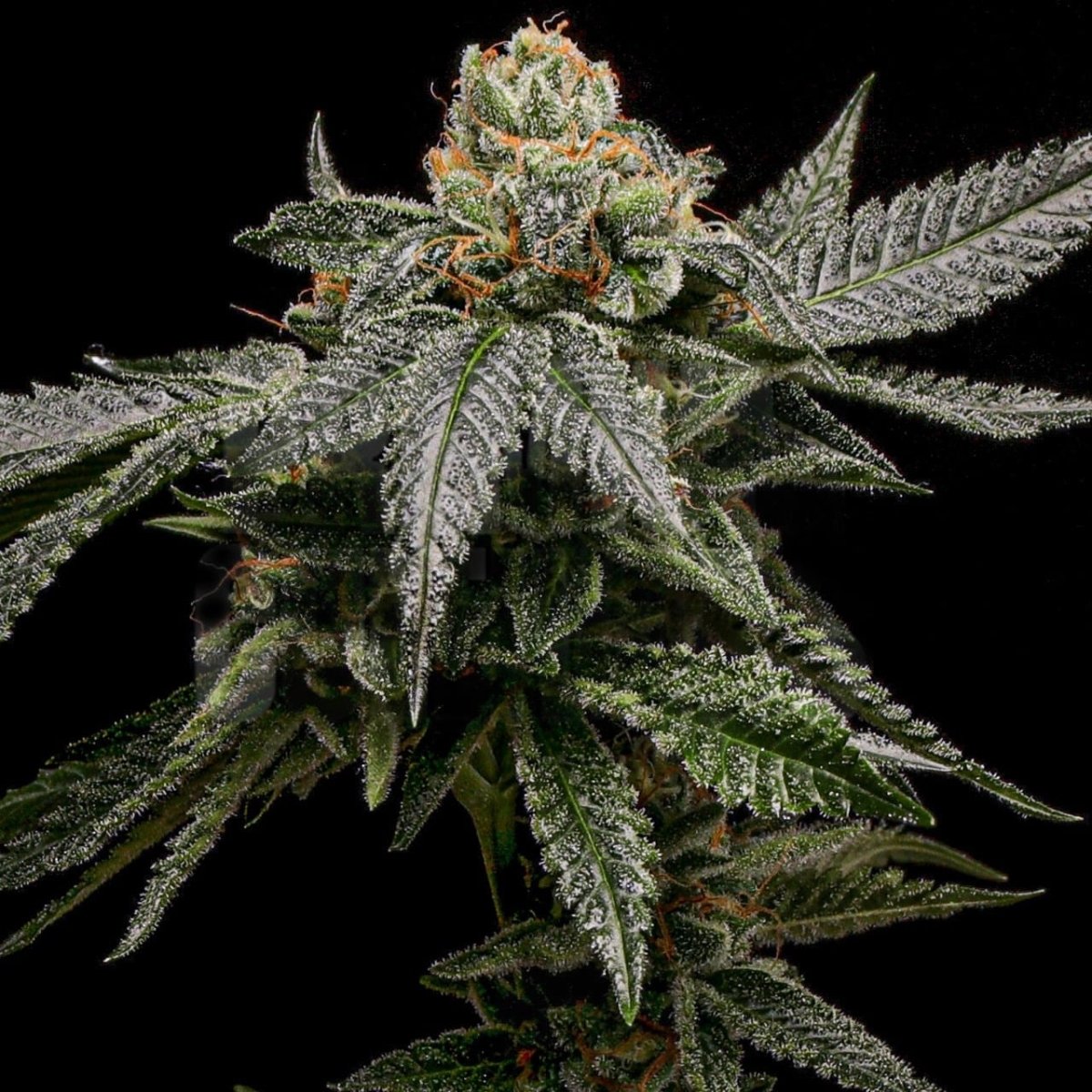 Bruce Banner Autoflower Seeds