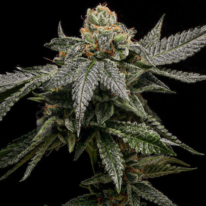 Bruce Banner Autoflower Seeds