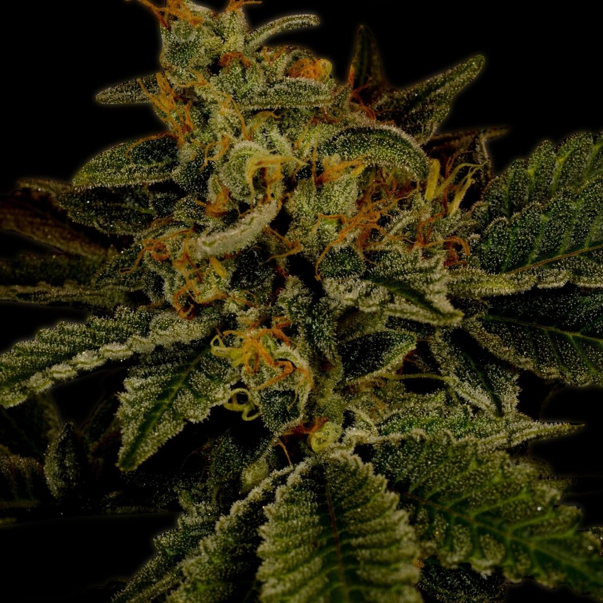 Kush Seeds – Premium Cultivars