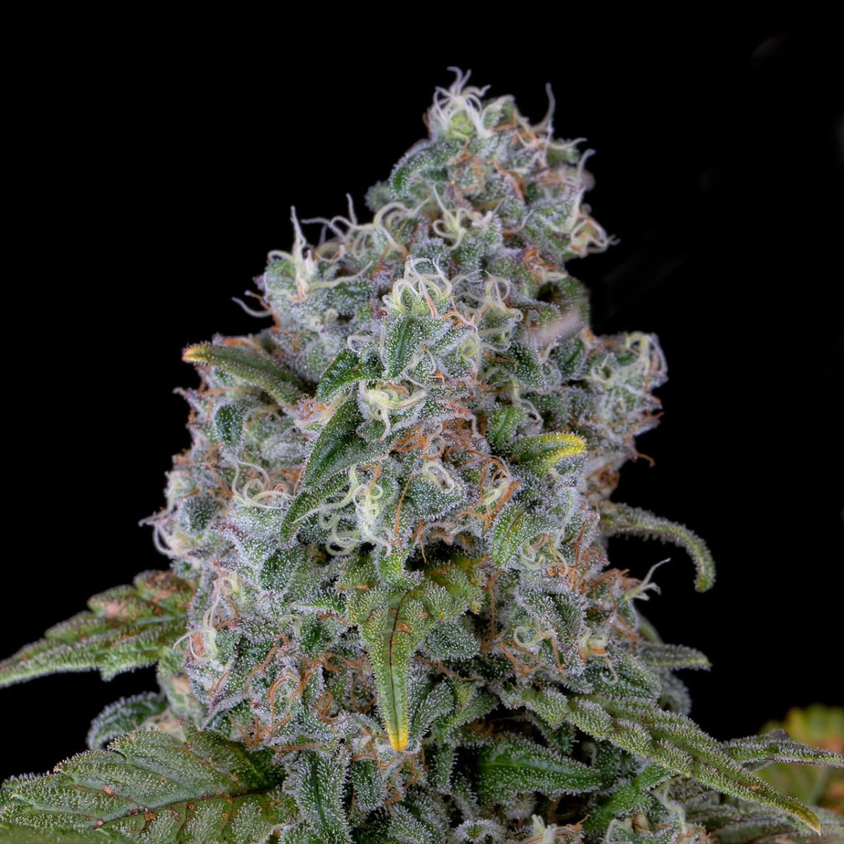 🎁 Ice Cream Cake Seeds (100% off) - Premium Cultivars