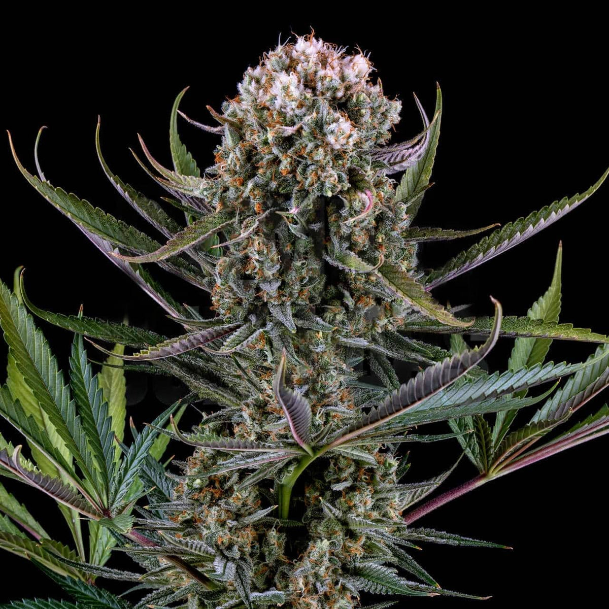 🎁 Italian Ice Seeds (100% off)