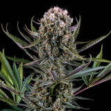 🎁 Italian Ice Seeds (100% off)