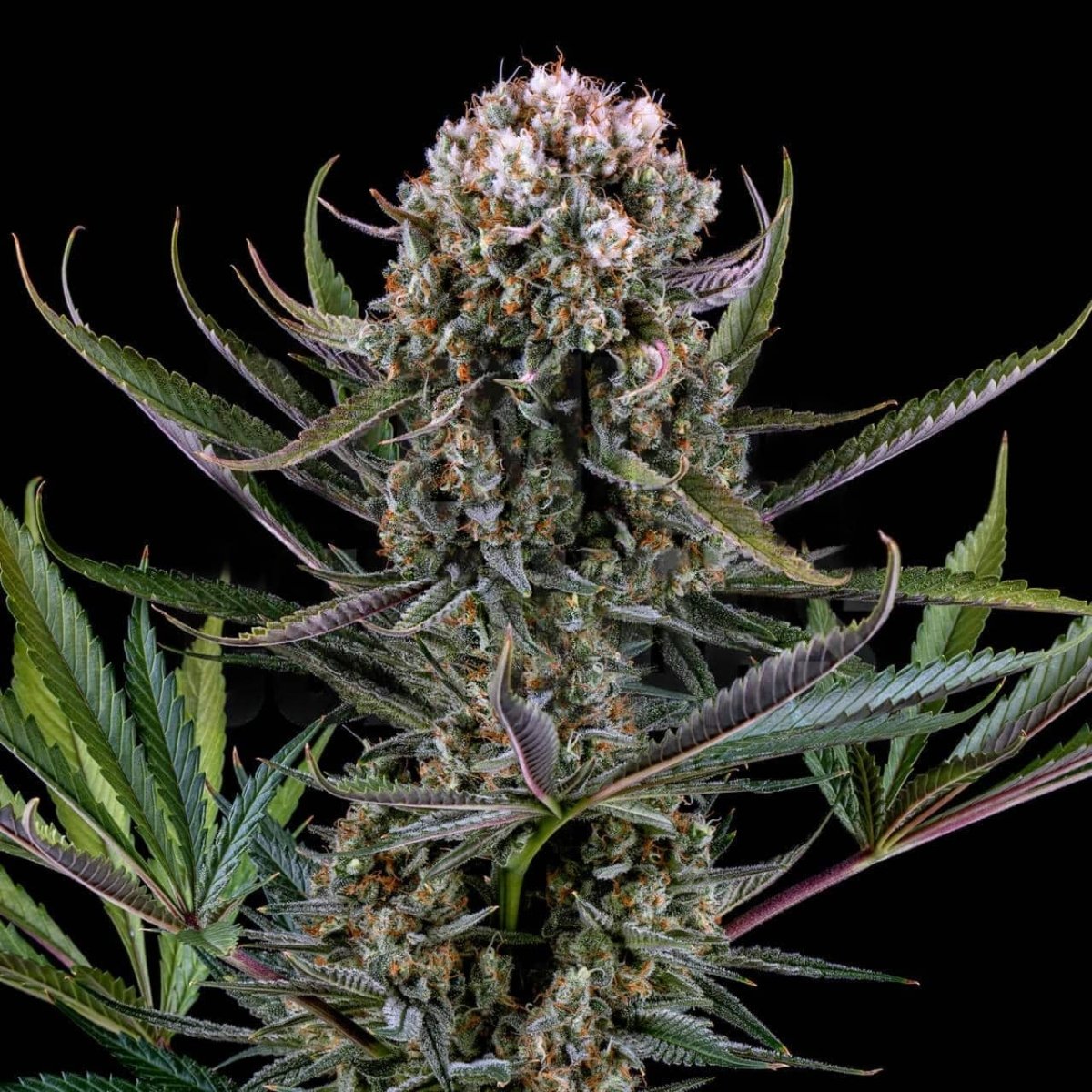 🎁 Italian Ice Seeds (100% off) - Premium Cultivars