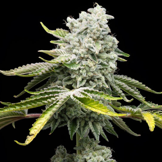 🎁 Jealousy Seeds (100% off) - Premium Cultivars