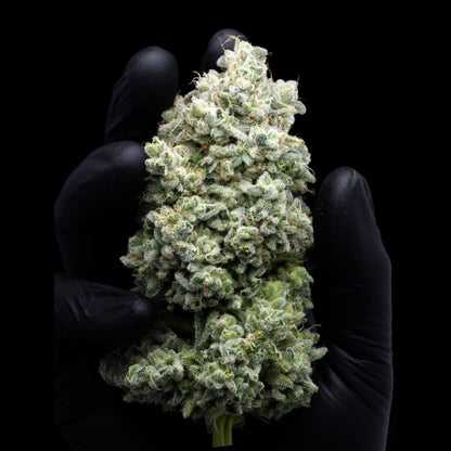 Jealousy Seeds - Premium Cultivars