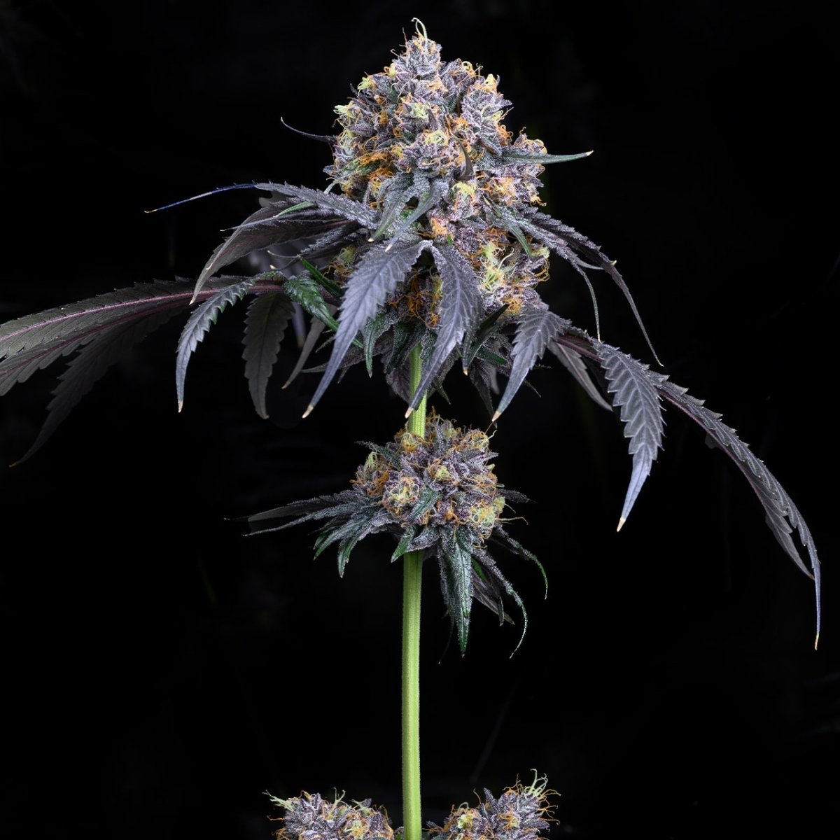 Jet Fuel Gelato Seeds - Premium Cultivars