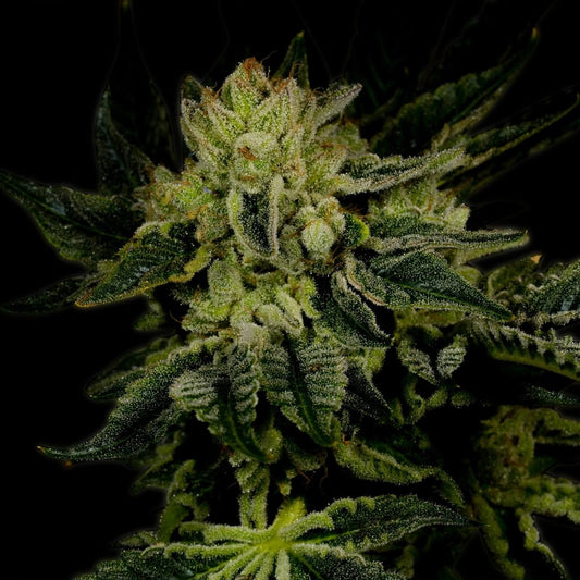 🎁 Jillybean Seeds (100% off) - Premium Cultivars