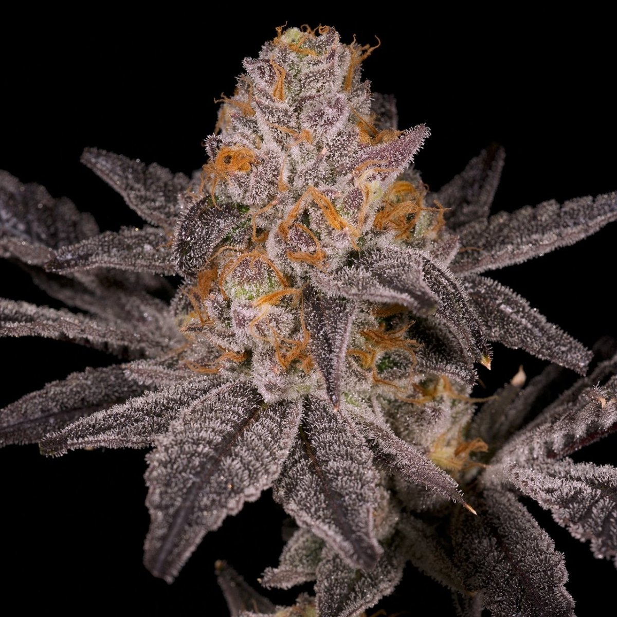 🎁 Jokerz Seeds (100% off) - Premium Cultivars