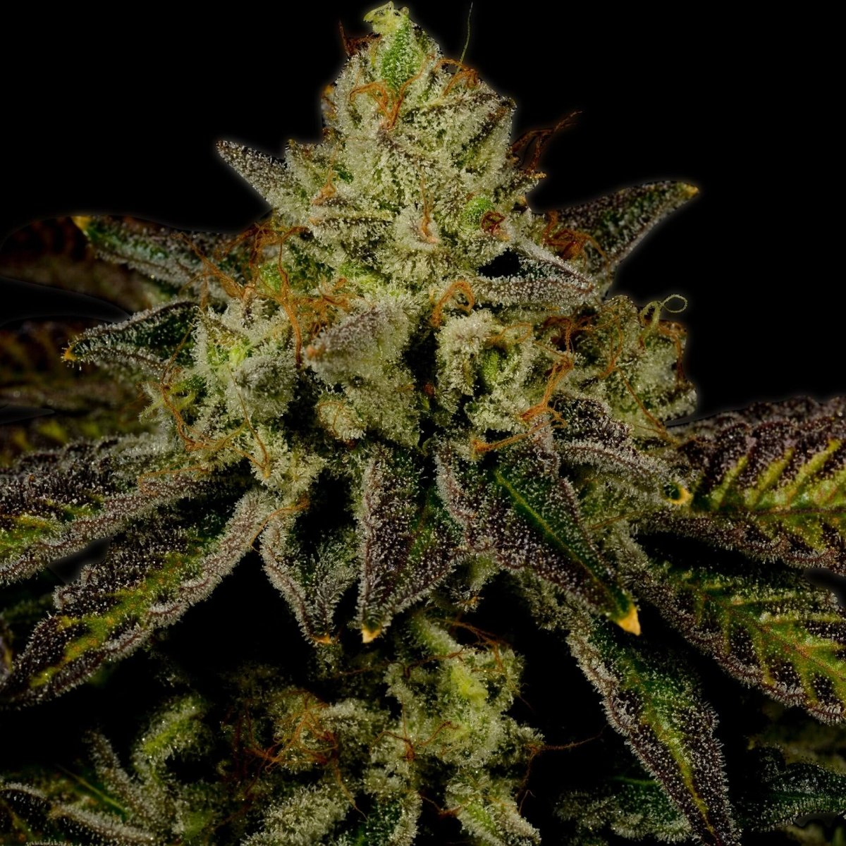 🎁 Juicy Fruit Seeds (100% off) - Premium Cultivars