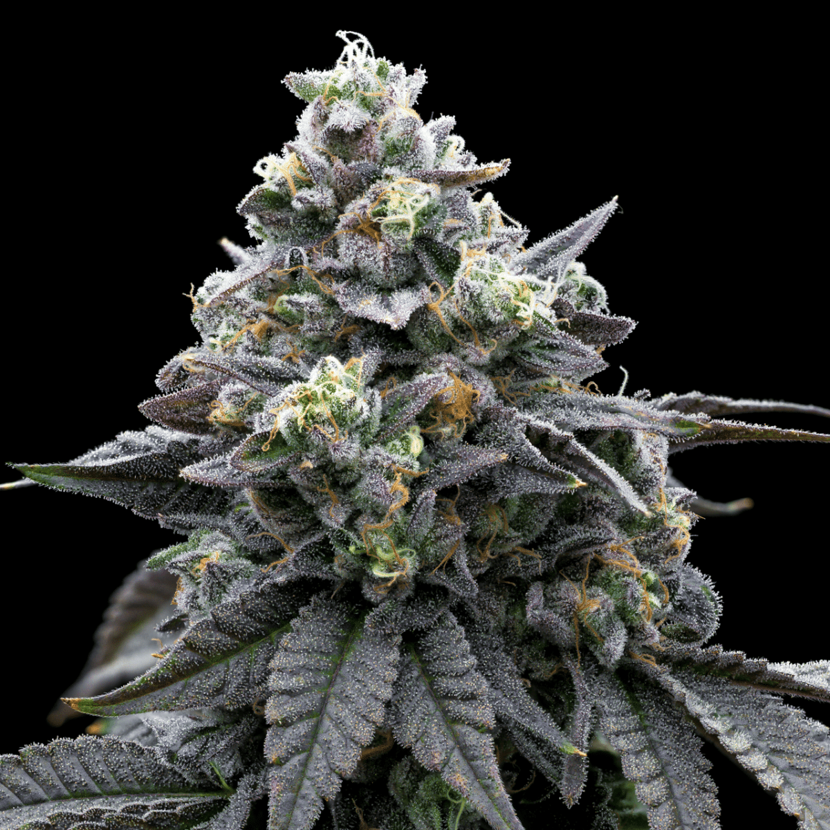🎁 Khalifa Mints Seeds (100% off) - Premium Cultivars