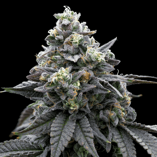 🎁 Khalifa Mints Seeds (100% off) - Premium Cultivars