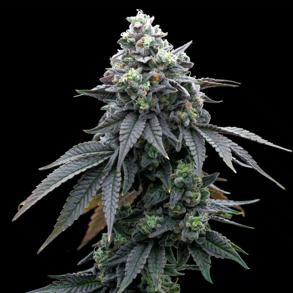 Khalifa Mints Seeds - Premium Cultivars