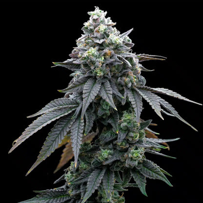 Khalifa Mints Seeds - Premium Cultivars