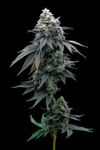 Khalifa Mints Seeds - Premium Cultivars