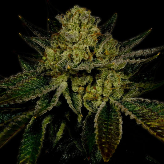 🎁 Kosher Kush Autoflower Seeds (100% off) - Premium Cultivars