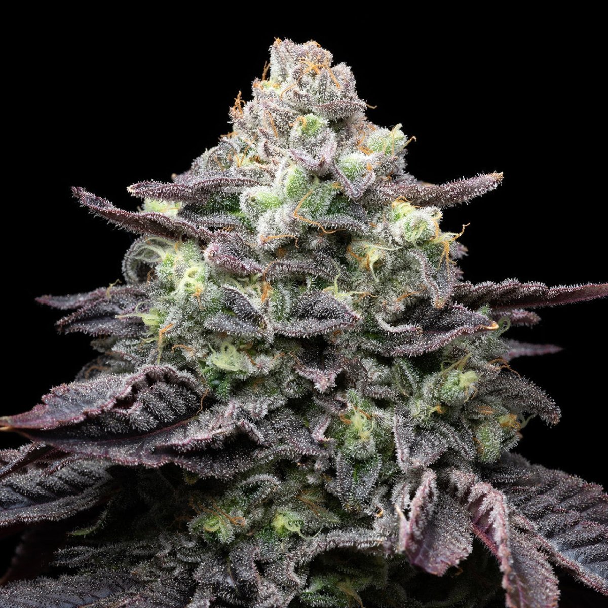 🎁 Kush Mints Seeds (100% off) - Premium Cultivars