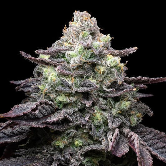 🎁 Kush Mints Seeds (100% off) - Premium Cultivars