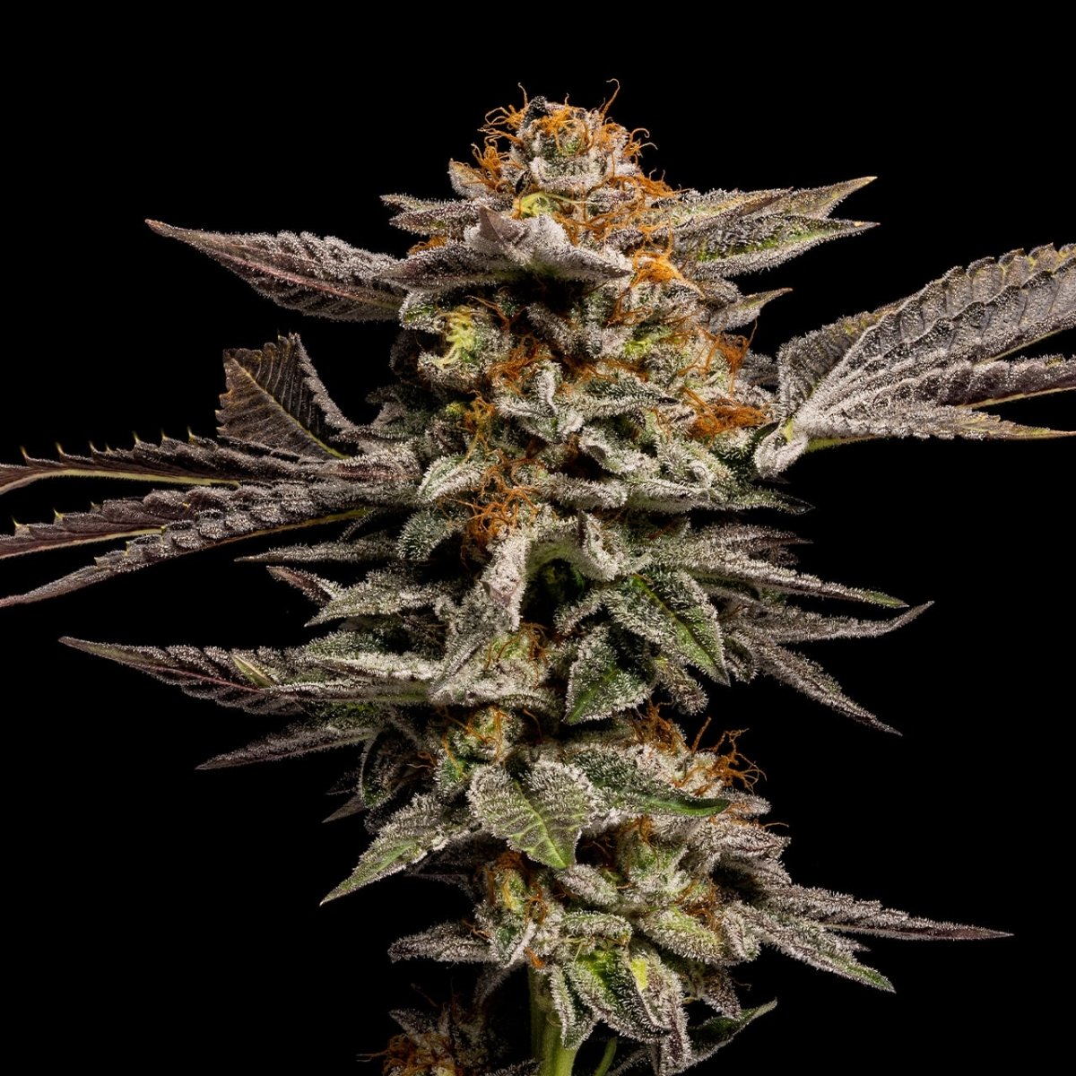 LA Kush Cake Seeds