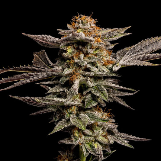LA Kush Cake Seeds