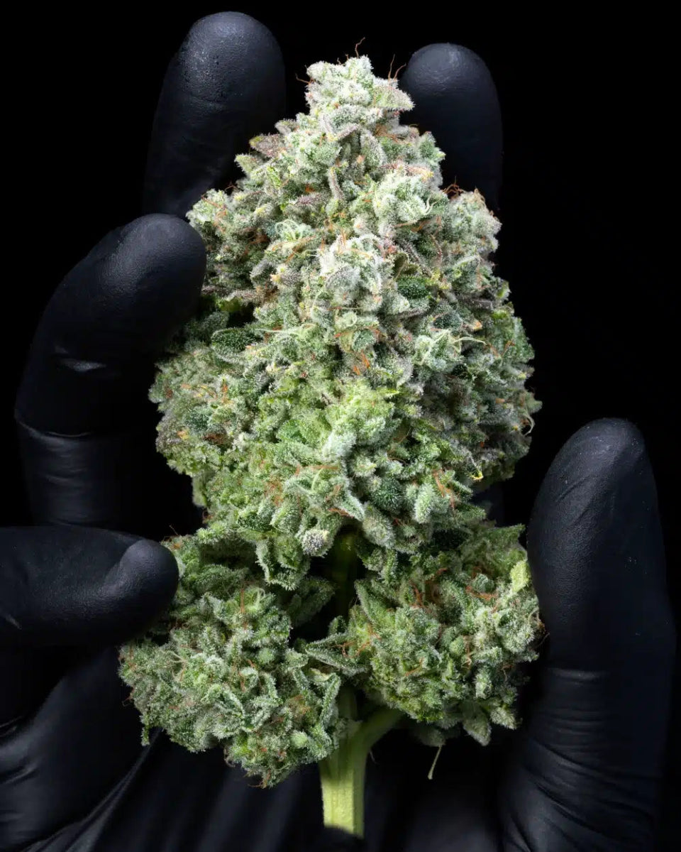 Layer Cake Seeds - Premium Cultivars