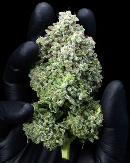 Layer Cake Seeds - Premium Cultivars