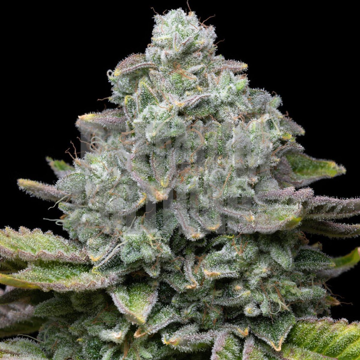 Layer Cake Feminized Cannabis Seeds