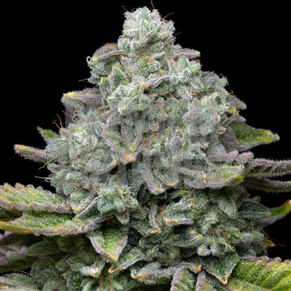Layer Cake Feminized Cannabis Seeds
