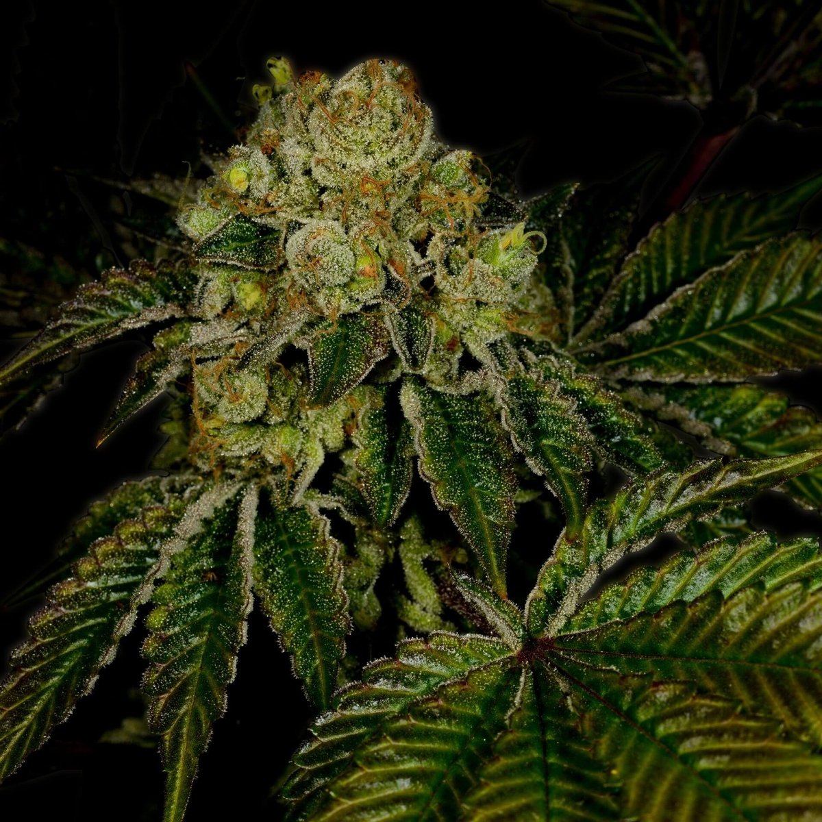 Legend OG Feminized Cannabis Plant