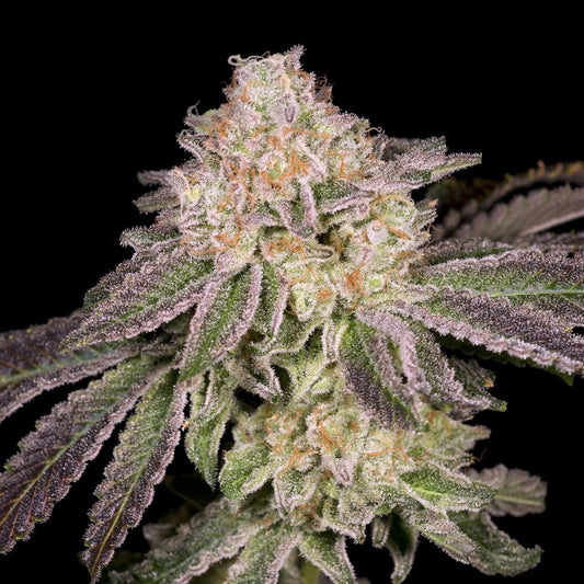 🎁 Lemon Cake Seeds (100% off) - Premium Cultivars