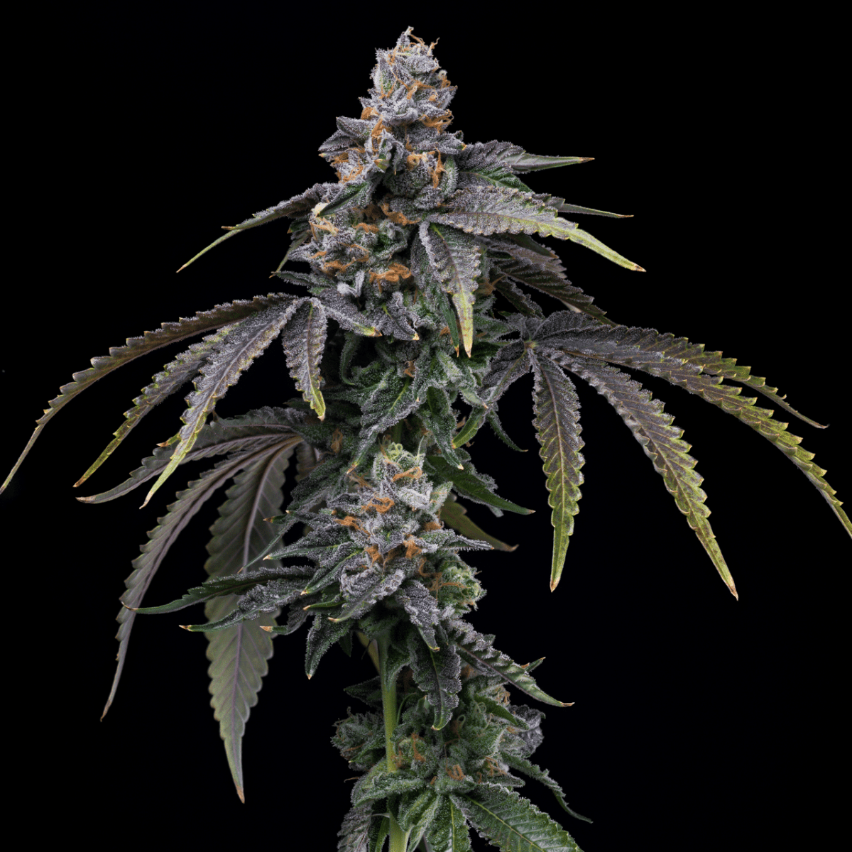 Lemon Cherry Dolato Autoflower Plant