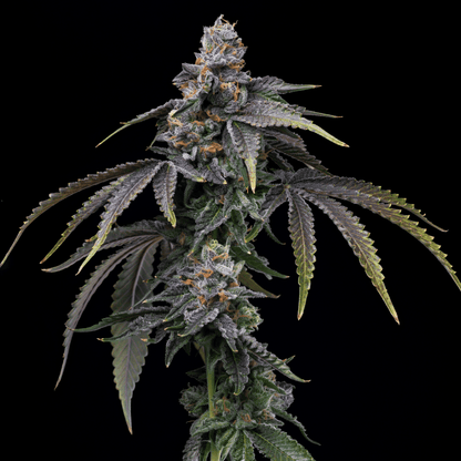 Lemon Cherry Dolato Autoflower Plant