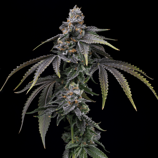 Lemon Cherry Dolato Autoflower Plant