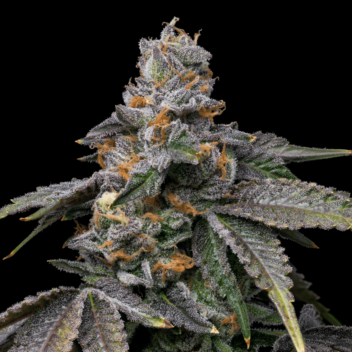 Lemon Cherry Dolato Autoflower Seeds